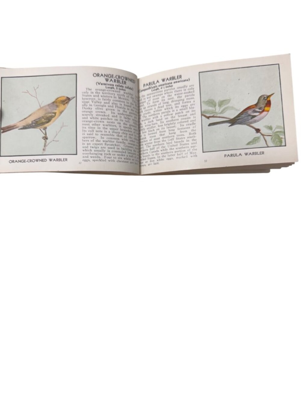 Vintage 1931 "The Green Book Of Birds Of America" By Frank G. Ashbrook - Picture 9 of 16